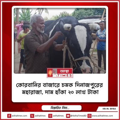 কোরবানির বাজারে চমক ‘দিনাজপুরের মহারাজা’, দাম হাঁকা ২০ লাখ টাকা